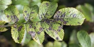 Plant Disease Detection